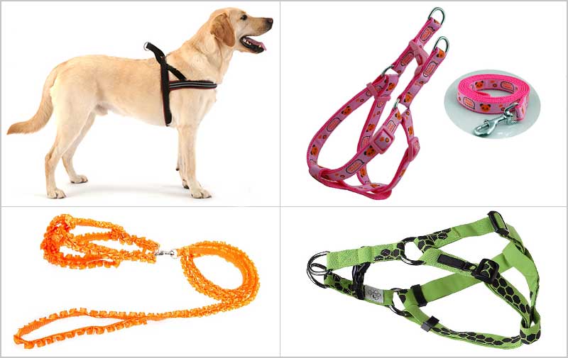 put a dog harness on a dog